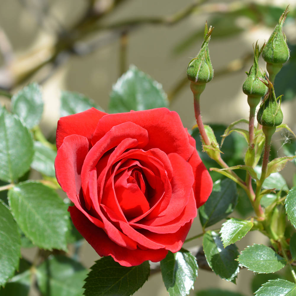 Keland 40 Edelrose Rosensamen Blütemeer für Ihr Garten winterharte Blumensamen mehrjährig Blau Lange Blütezeit 